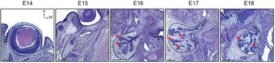 Epithelial Markers aSMA, Krt14, and Krt19 Unveil Elements of Murine Lacrimal Gland Morphogenesis and Maturation